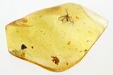 Detailed Fossil Dark-Winged Fungus Gnat and Mite in Baltic Amber #288699-2